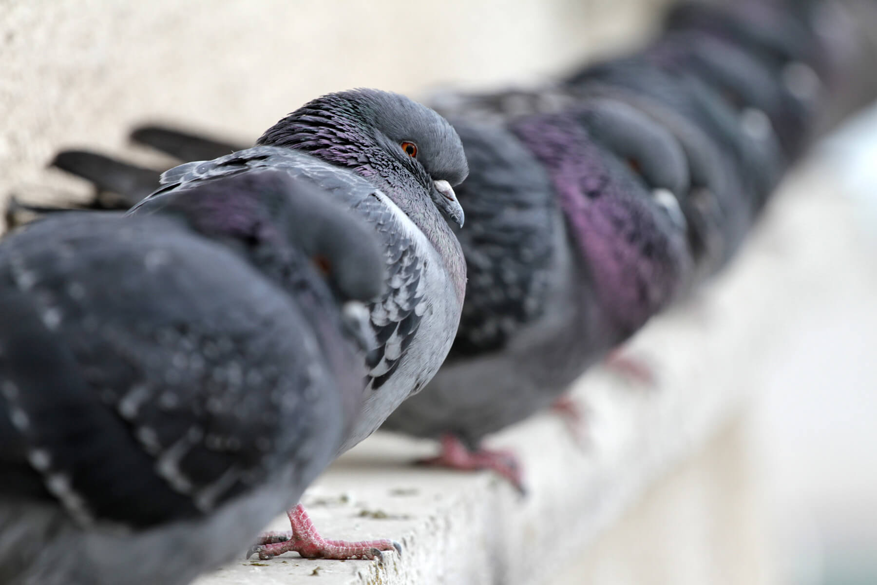 Bird_Free_312052574